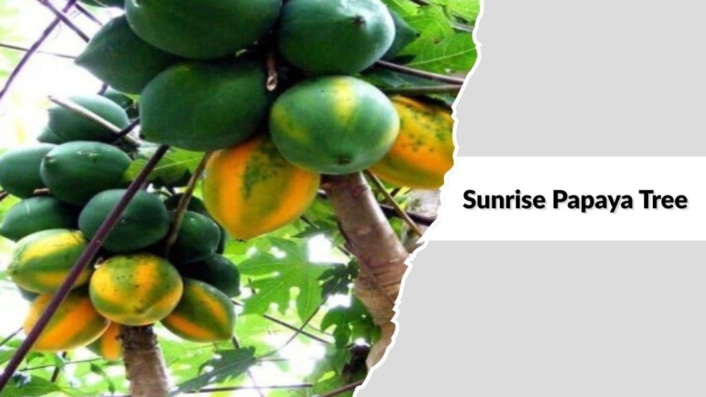 Sunrise Papaya Tree