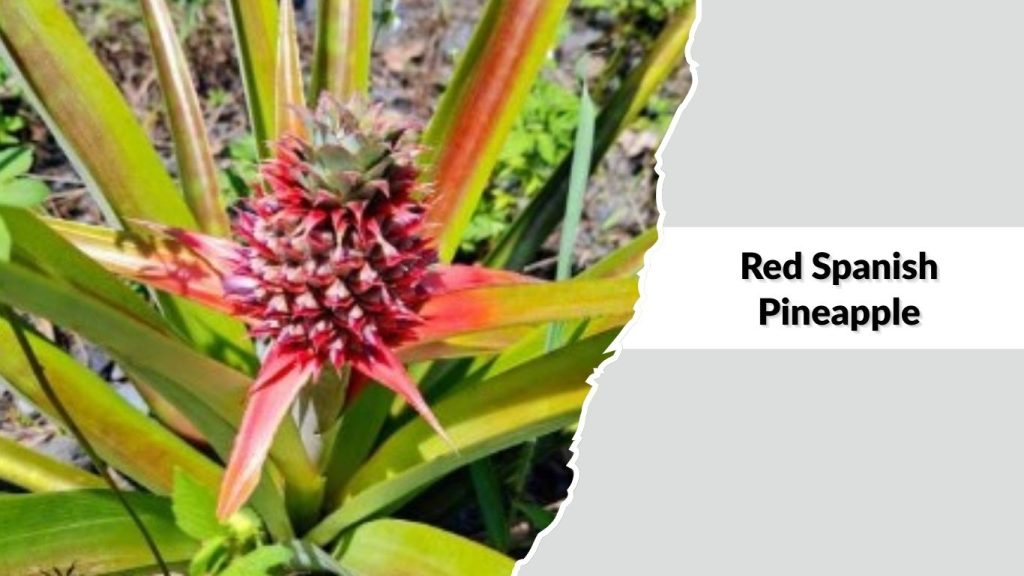 Red Spanish Pineapple