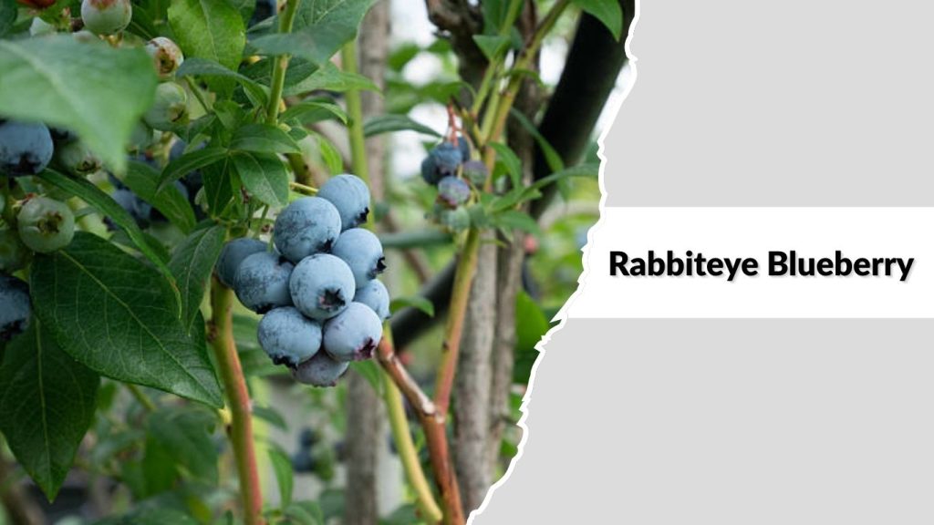 Rabbiteye Blueberry