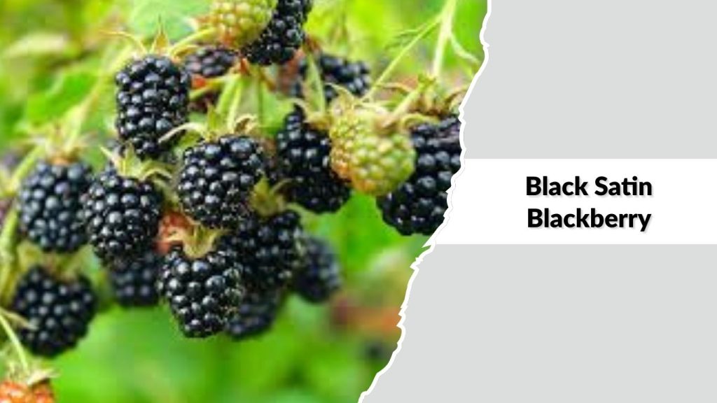 Black Satin Blackberry