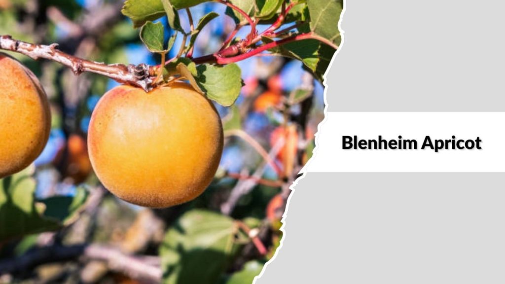 Blenheim Apricot