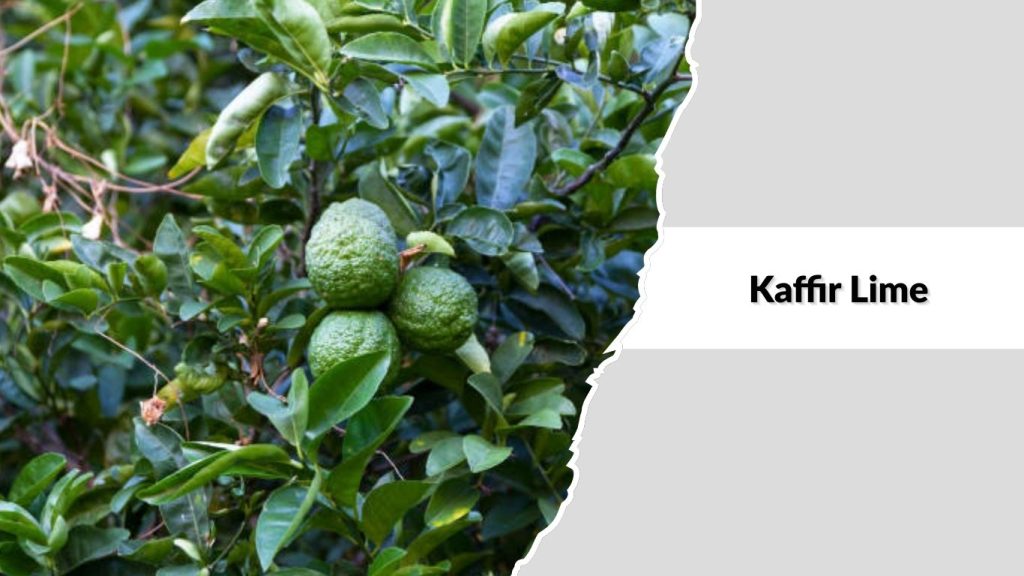 Kaffir Lime