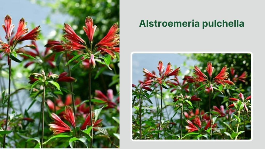 Alstroemeria pulchella
