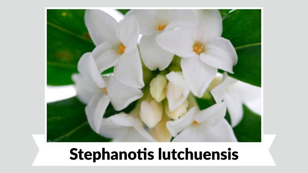 Stephanotis lutchuensis