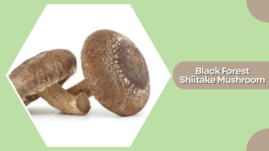 Black Forest Shiitake Mushroom