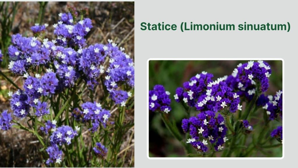 Statice (Limonium sinuatum)
