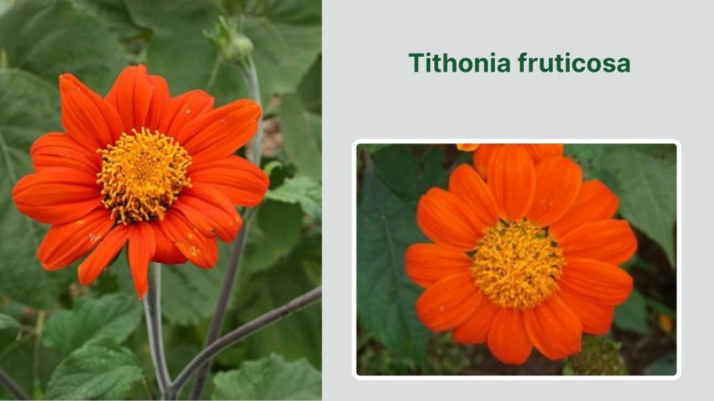 Tithonia fruticosa