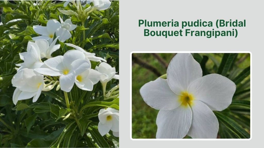 Plumeria pudica (Bridal Bouquet Frangipani)