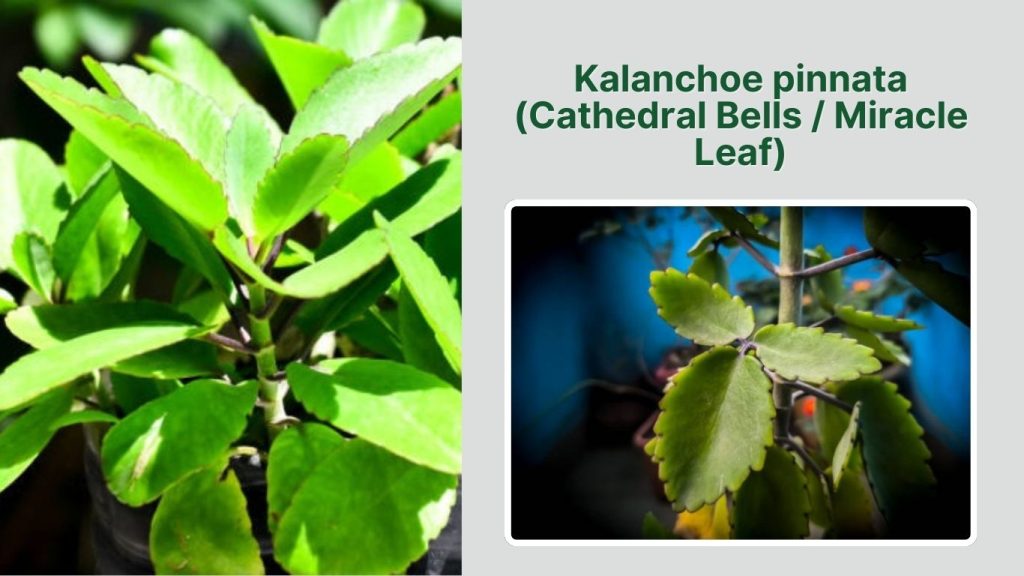 Kalanchoe pinnata (Cathedral Bells / Miracle Leaf)