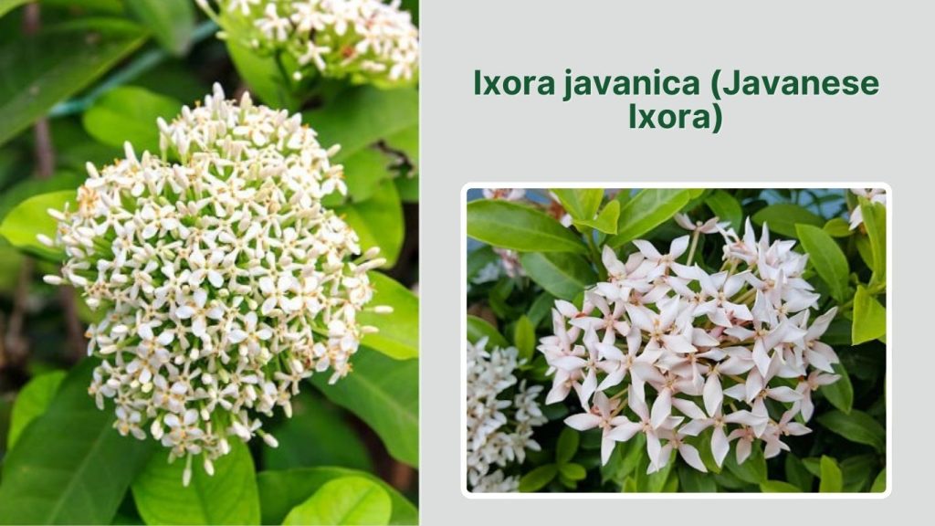 Ixora javanica (Javanese Ixora)