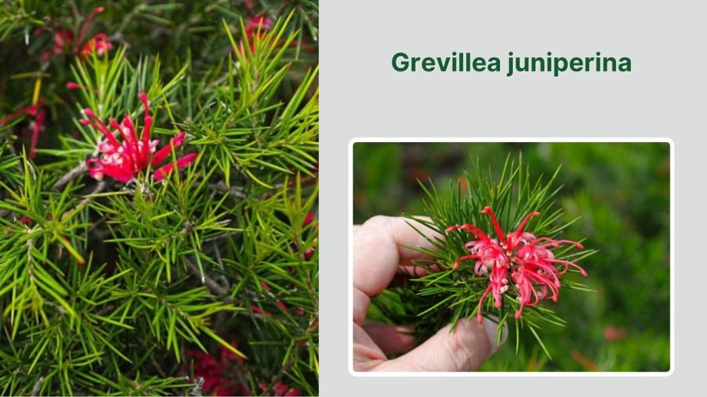 Grevillea juniperina