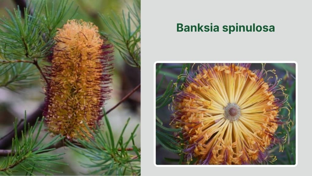 Banksia spinulosa