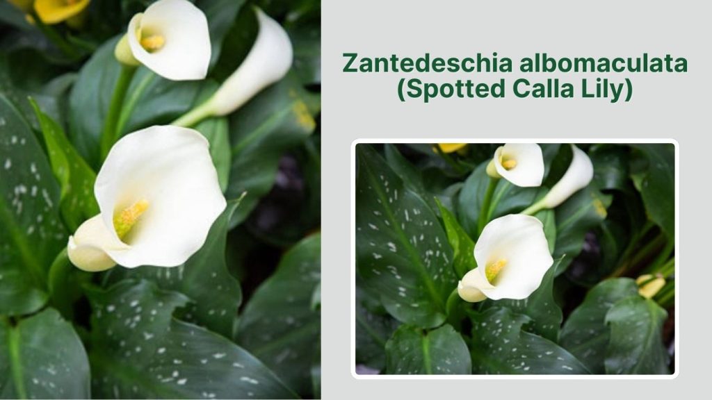 Zantedeschia albomaculata (Spotted Calla Lily)