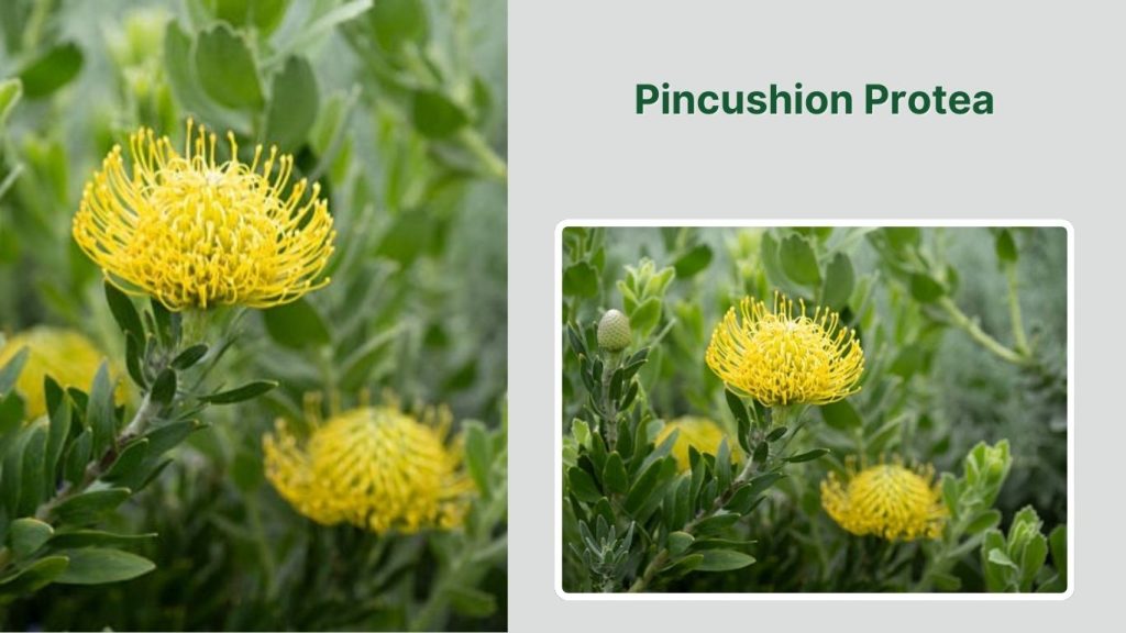 Pincushion Protea