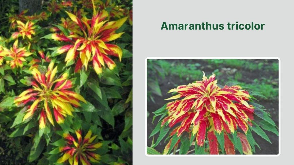 Amaranthus tricolor