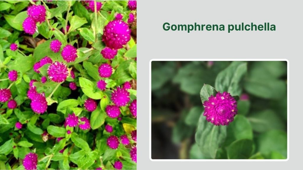 Gomphrena pulchella