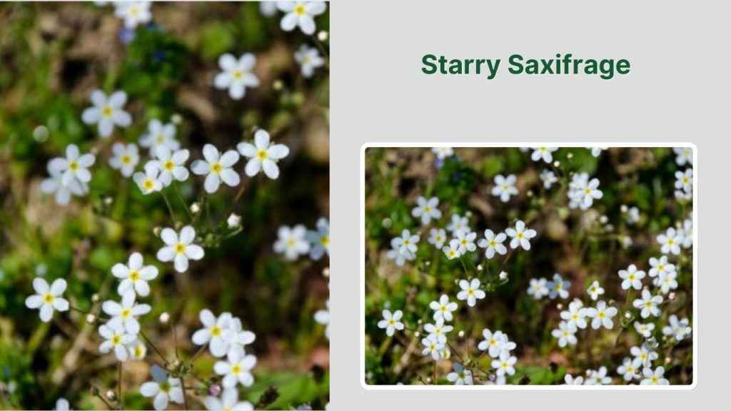 Starry Saxifrage