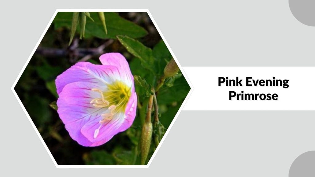 Pink Evening Primrose