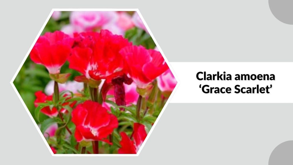 Clarkia amoena ‘Grace Scarlet’