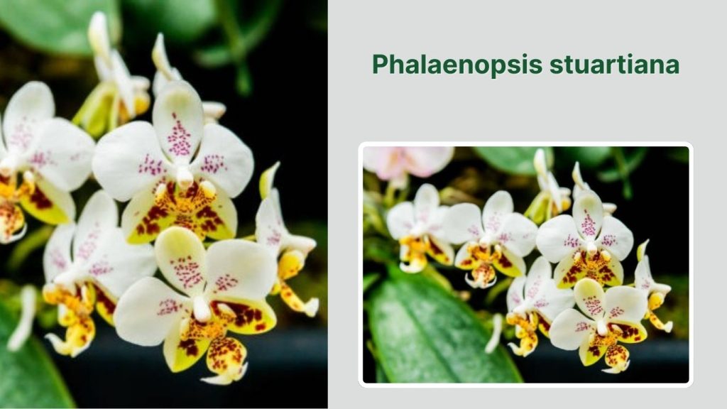 Phalaenopsis stuartiana