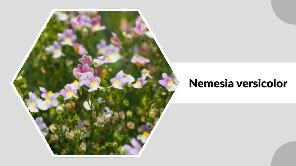 Nemesia versicolor