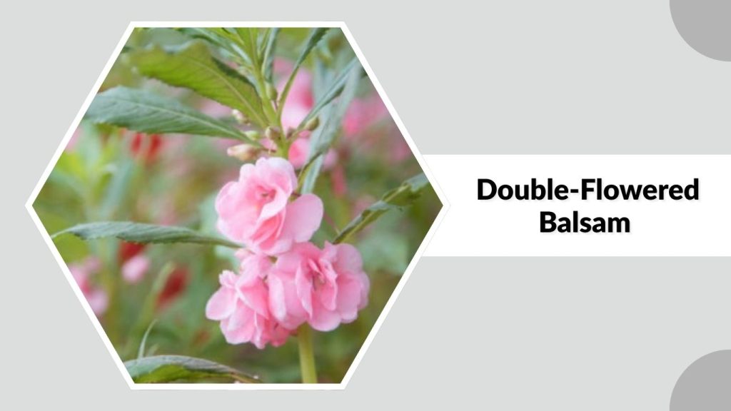 Double-Flowered Balsam
