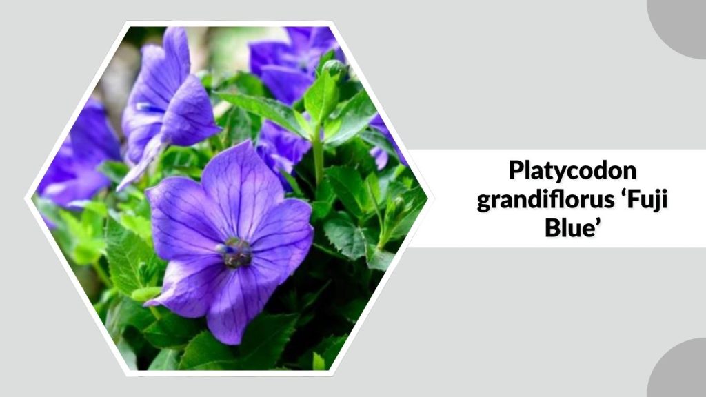 Platycodon grandiflorus ‘Fuji Blue’