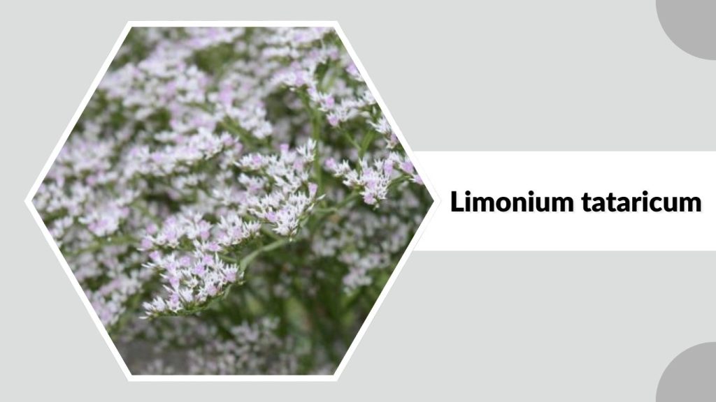 Limonium tataricum