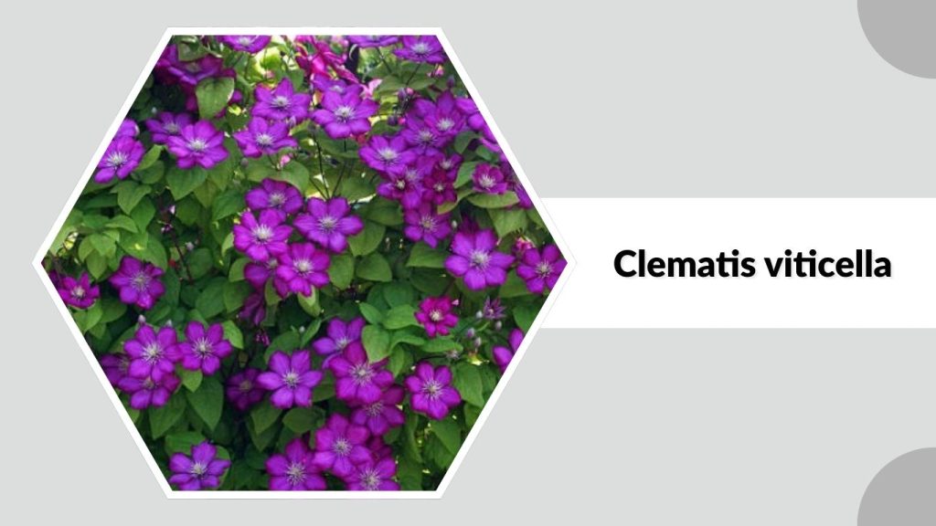 Clematis viticella