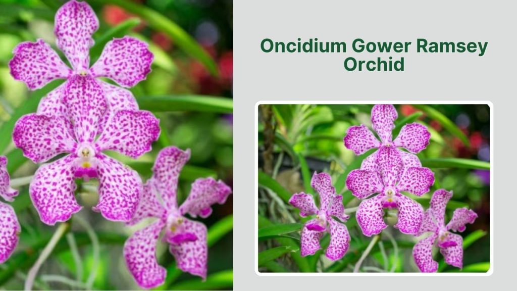 Oncidium Gower Ramsey Orchid