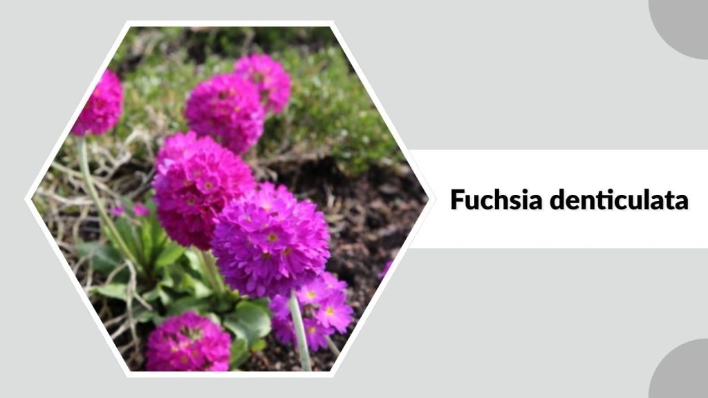 Fuchsia denticulata