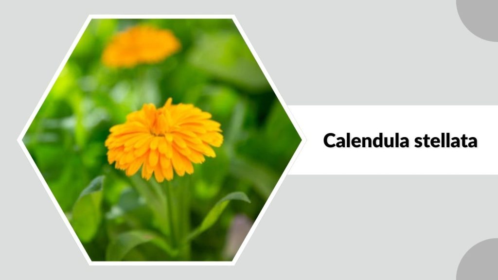 Calendula stellata