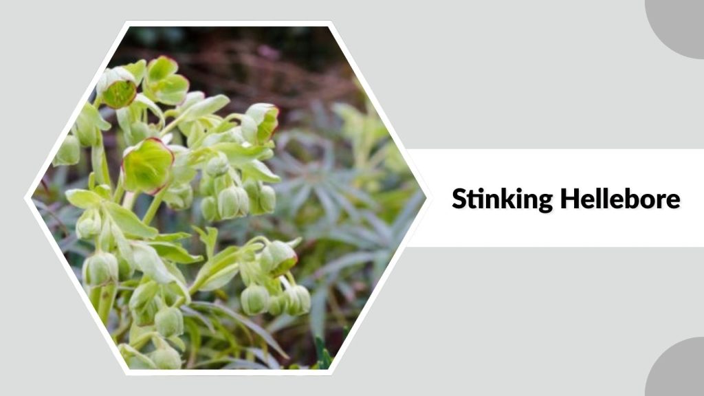  Stinking Hellebore