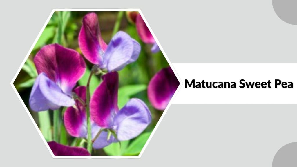Matucana Sweet Pea