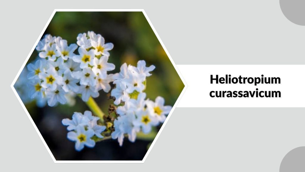 Heliotropium curassavicum