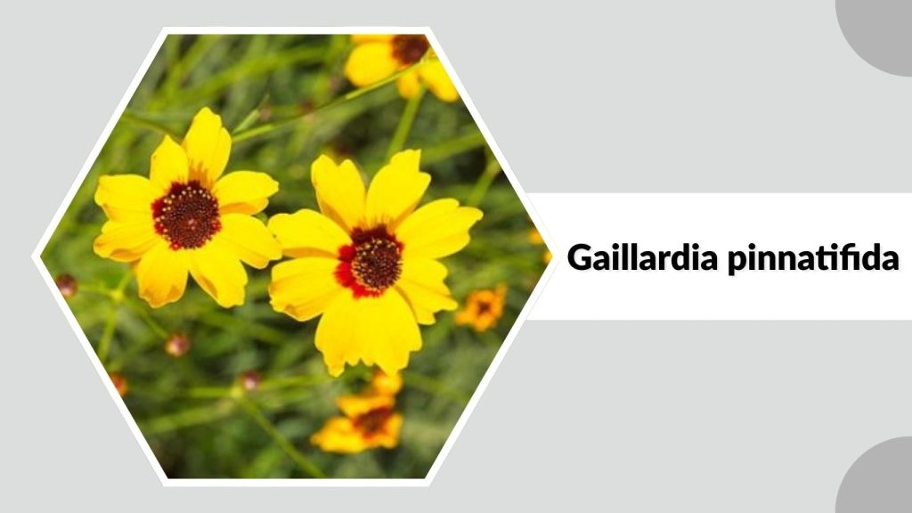 Gaillardia pinnatifida