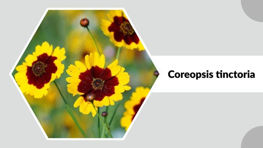 Coreopsis tinctoria