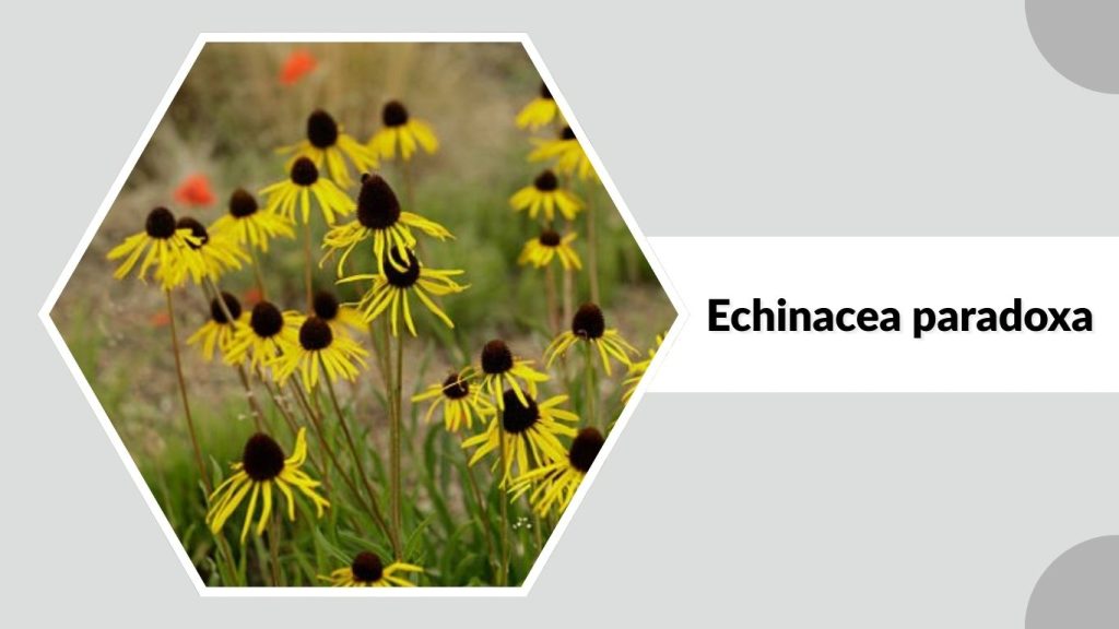 Echinacea paradoxa