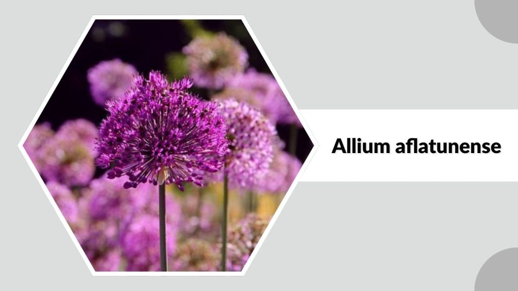 Allium aflatunense