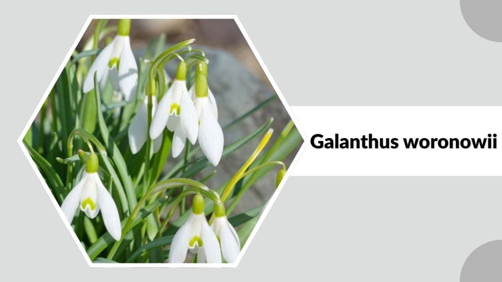 Galanthus woronowii 