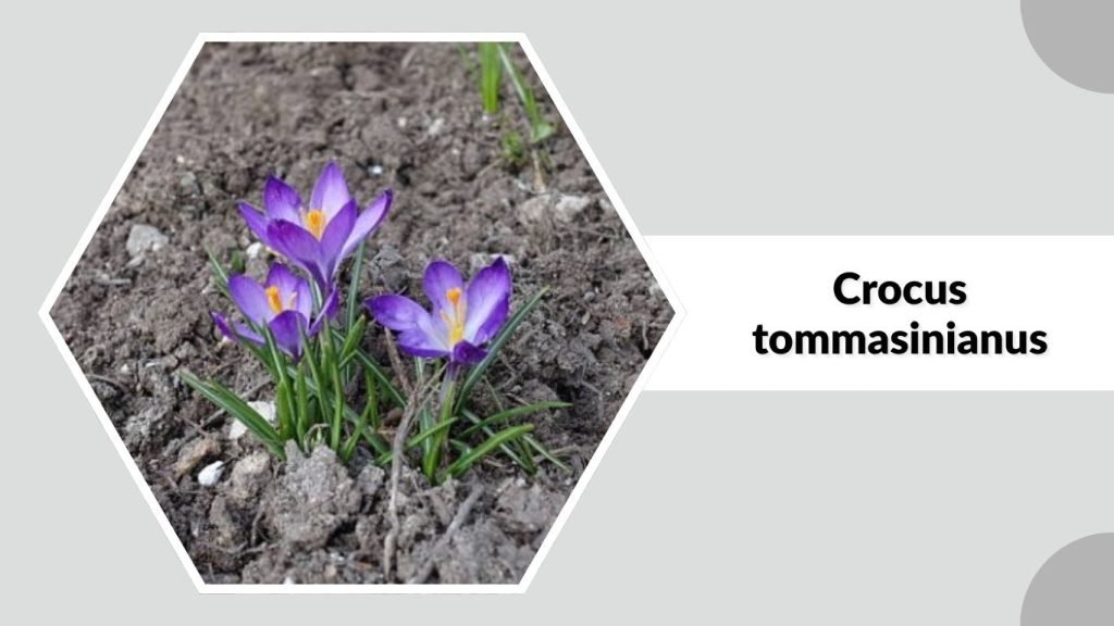 Crocus tommasinianus