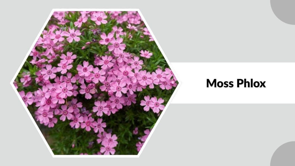 Moss Phlox