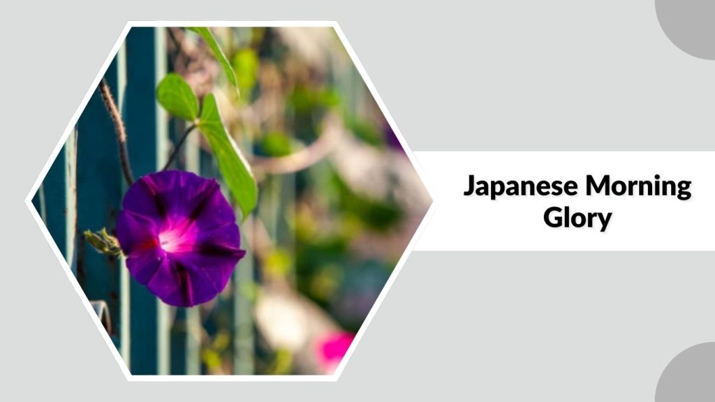Japanese Morning Glory