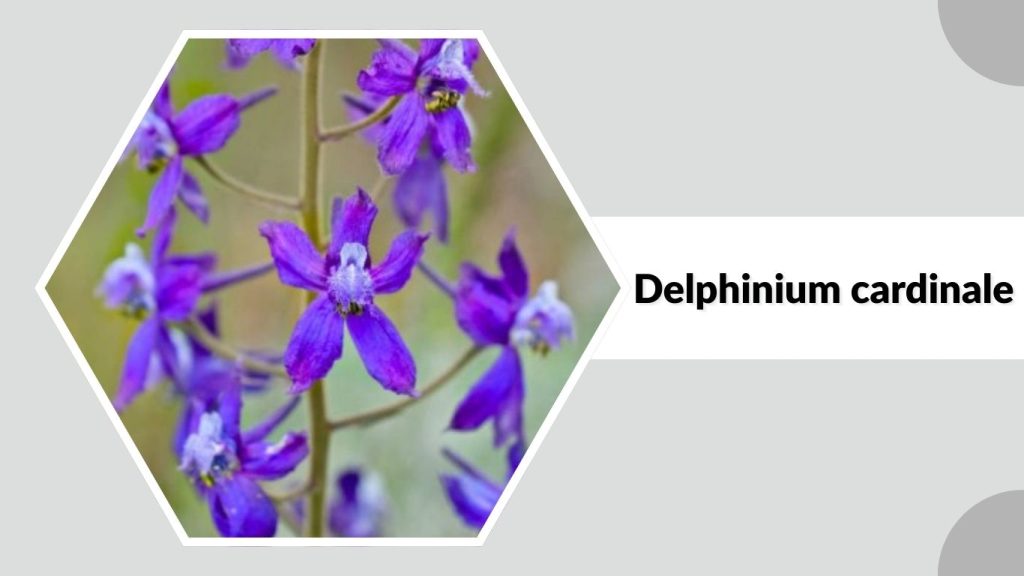 Delphinium cardinale