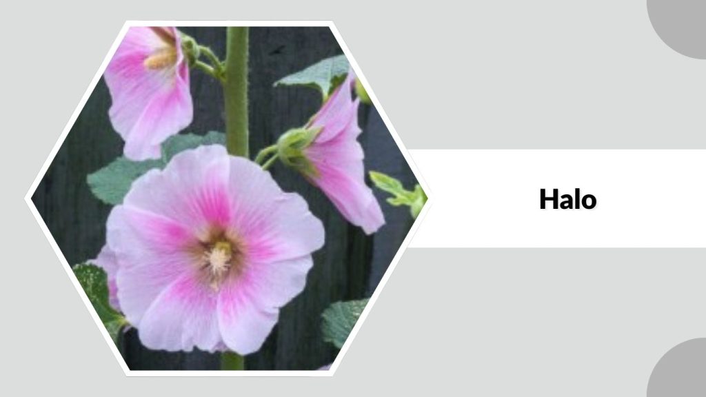 Alcea rosea ‘Halo’