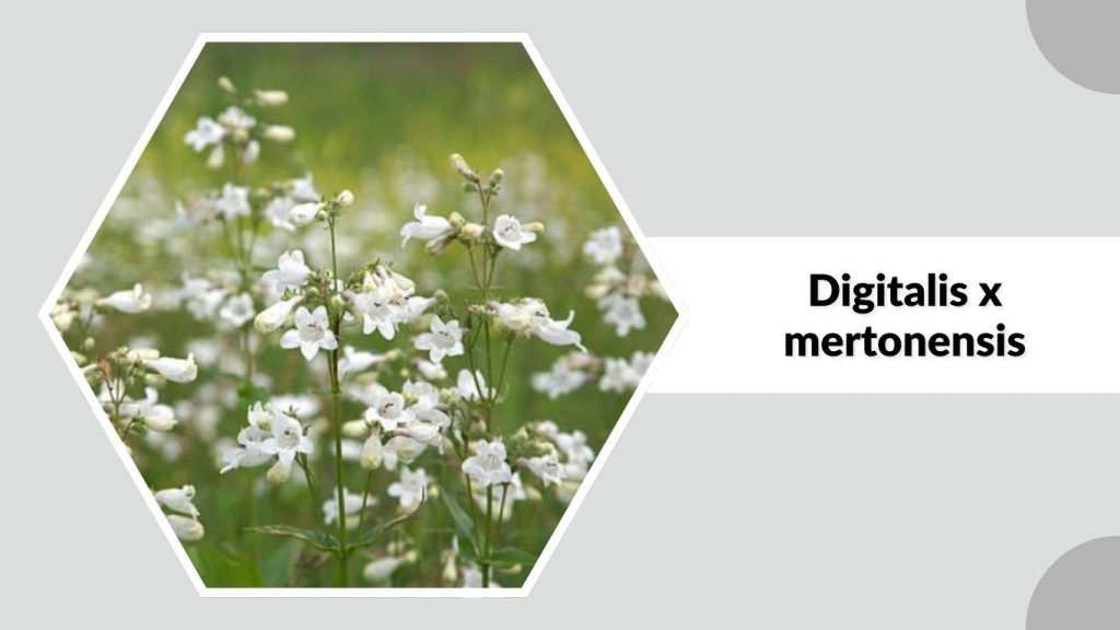 Digitalis x mertonensis
