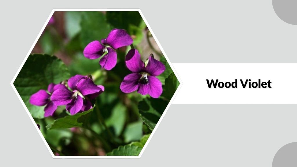  Wood Violet