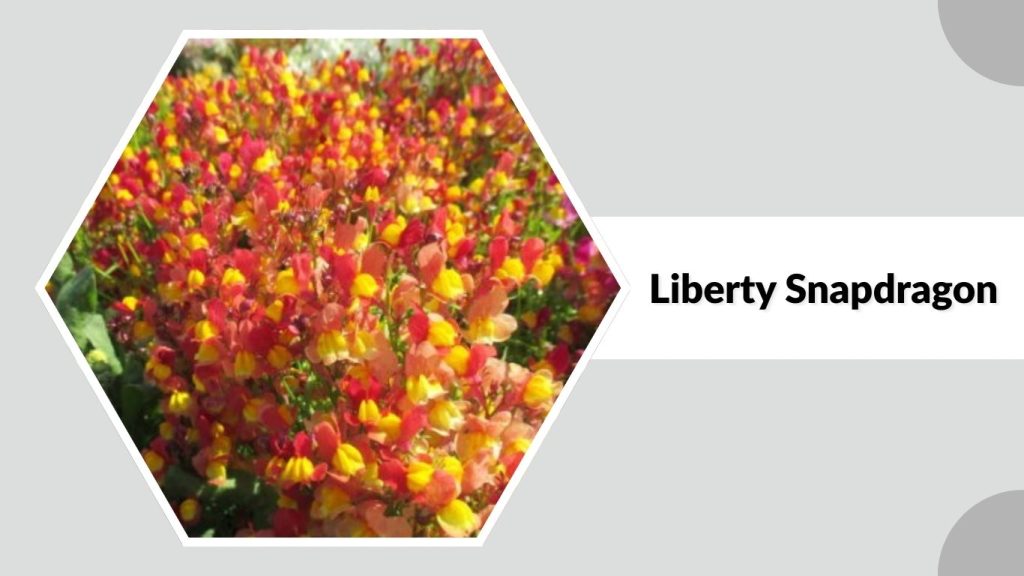 Liberty Snapdragon