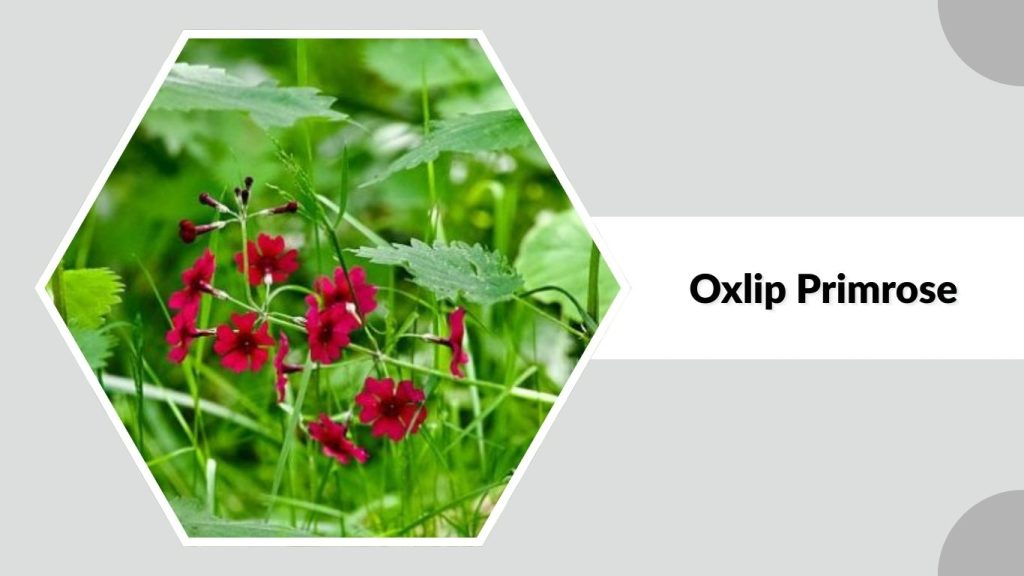Oxlip Primrose