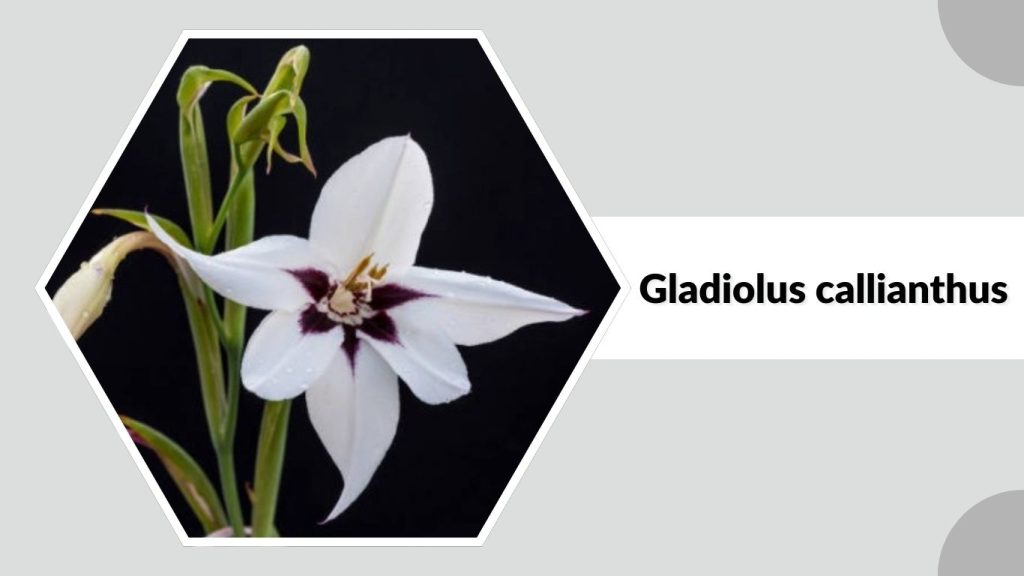 Gladiolus callianthus